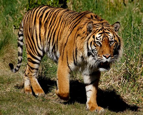 Flickriver Bernard Spraggs Photos Tagged With Tiger