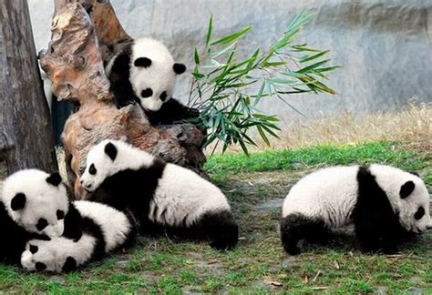 Giant Panda Breeding Research Base Cute Pandas Chengdu Giant Panda