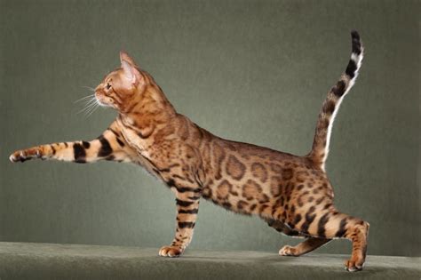 African House Cat Breeds