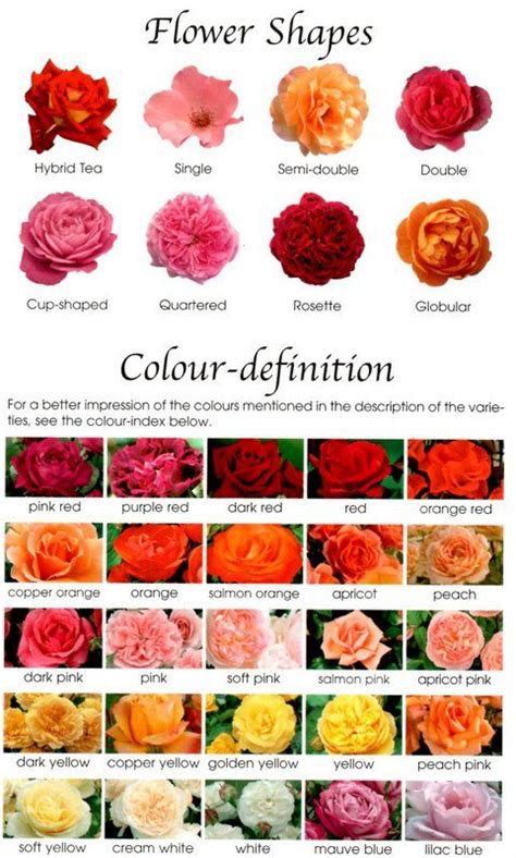 Different Shapes And Colors Of Roses Different Color Roses Rose