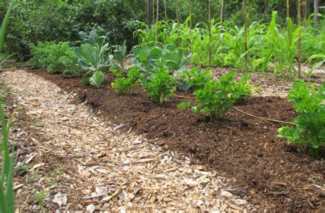 Easy No Dig Gardening Get Better Soil With Less Work Joe Gardener