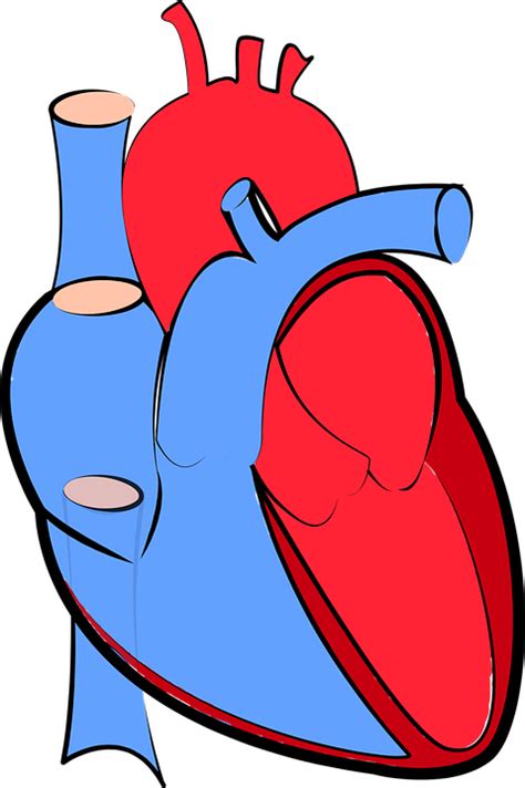 Human Heart Blood Flow Oxygenated Free Vector Graphic On Pixabay