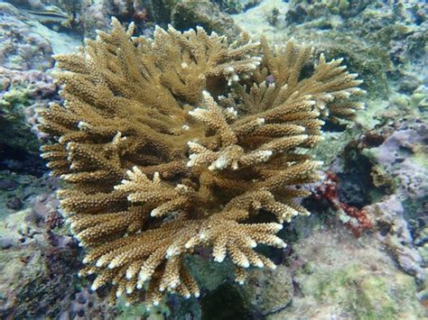 Fused Staghorn Coral Acropora Prolifera · Inaturalist