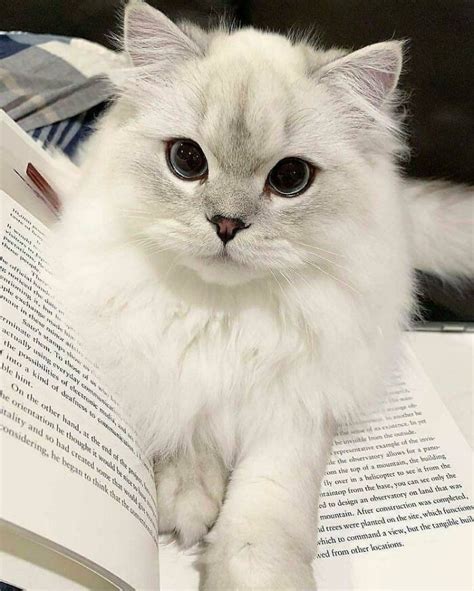 A Fluffy White Cat Sitting On Top Of An Open Book