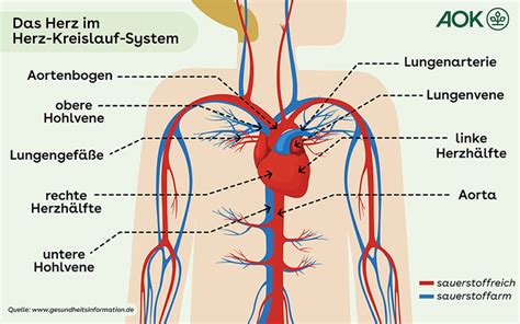 Wie Funktioniert Das Herz