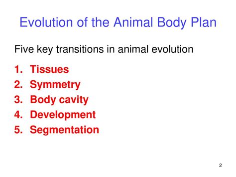 Evolution Of The Animal Body Plan Ppt Download