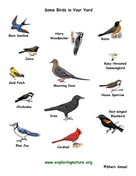 Different types of birds with pictures! Bird Inquiry - Your First Investigation