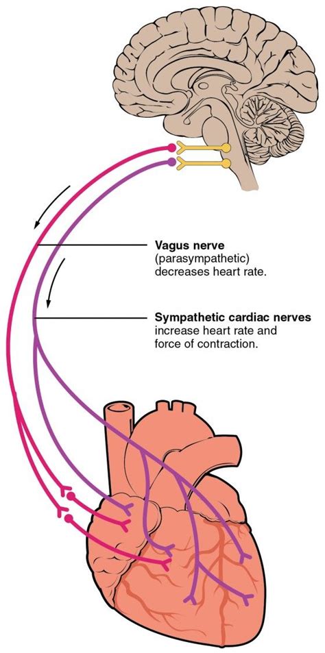 Cardiac Physiology | Anatomy and Physiology II | Anatomy ...