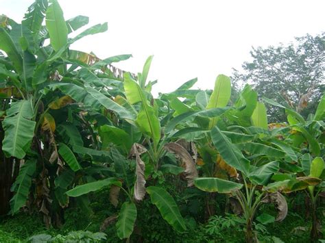 Jika tidak ada halangan, umumnya pisang cavendish. Cara Menanam Pisang | Budidaya Pisang | Diangan Tanpa ...