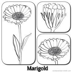 Learn flowers names and drawing.different flowers drawing nd coloring. 1000+ images about :3 Flowers on Pinterest | All flowers ...