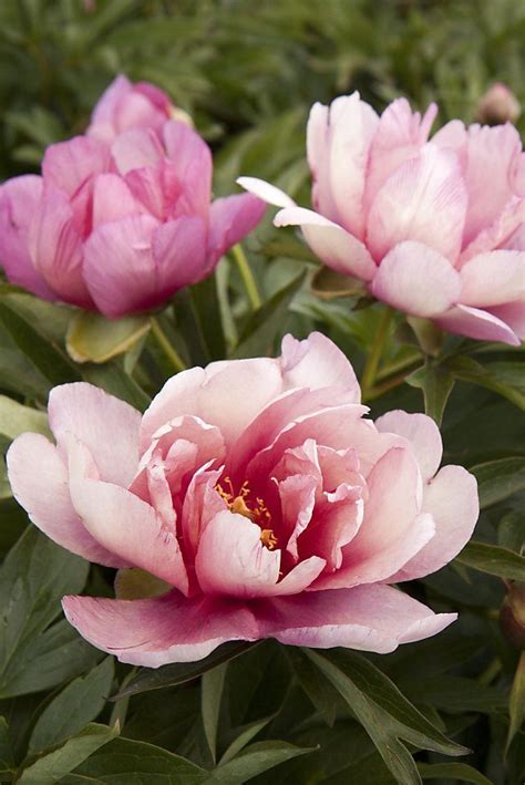 Itoh Peony A Cross Of Herbaceous And Tree Types Itoh Peonies Pretty