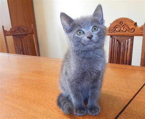 Russian Blue Cats For Sale New York Ny 267160