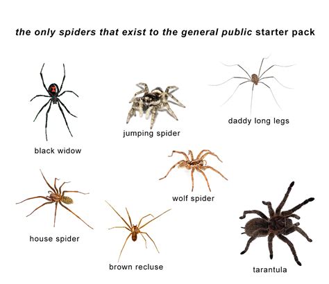 To survive | deep look. Spider starter pack : starterpacks