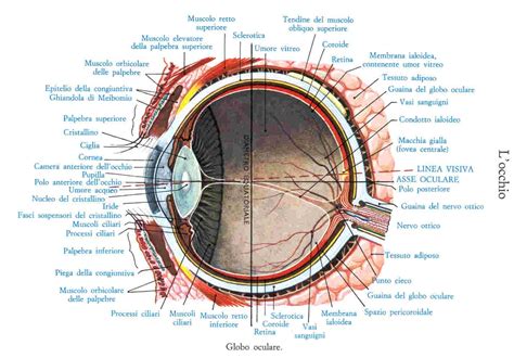 Fisiologia Oculare Ottica Campagnacci