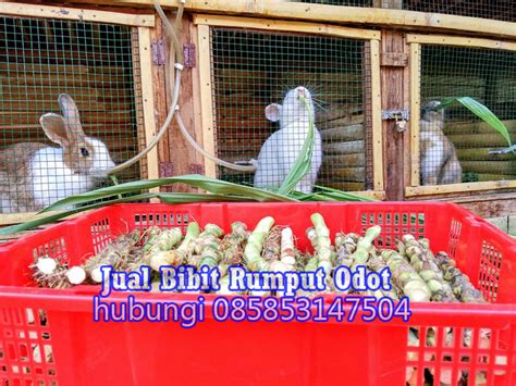 Sebagai jenis rerumputan, tanaman rumput gajah mampu untuk hidup baik pada ketinggian rendah maupun tinggi. Rumput Odot Untuk Pakan Kelinci Agar Cepat Besar | Cara ...