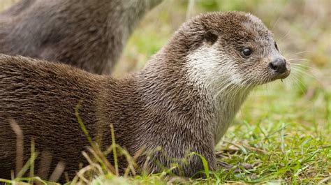 Where To See Otters In The Uk