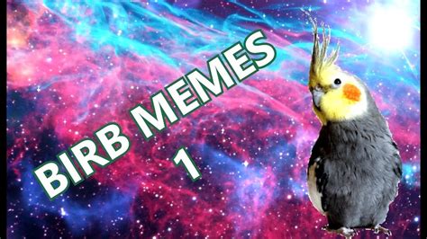 Dank Birb Memes V1 Youtube