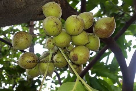 This fruit is a favorite among thousands of people in india. Top 25 Common But Lesser Known Trees in India