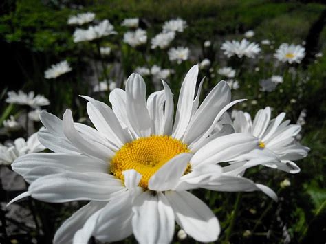 daisy flower summer flowers  photo  pixabay