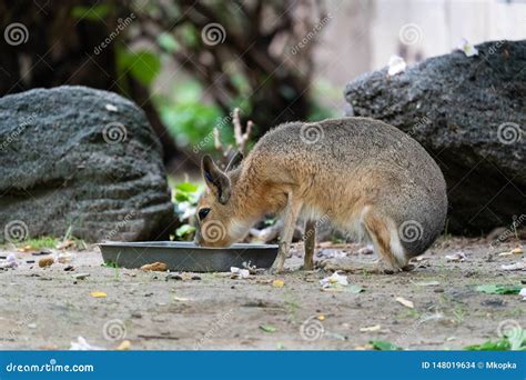 An Adorable Mara Animal Drinks Out Of Its Water Dish At A Zoo Stock