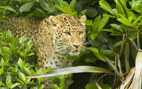 Jaguar Wild Cat Hd Desktop Wallpaper Widescreen High