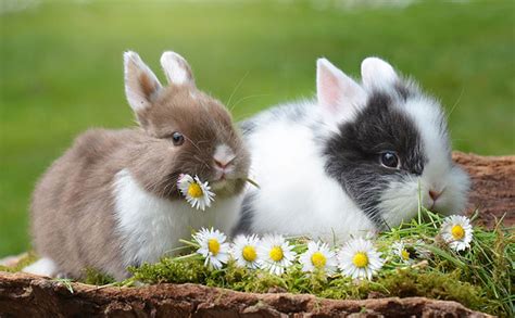 Interesting Facts About Rabbits That Will Leave You Hopping With
