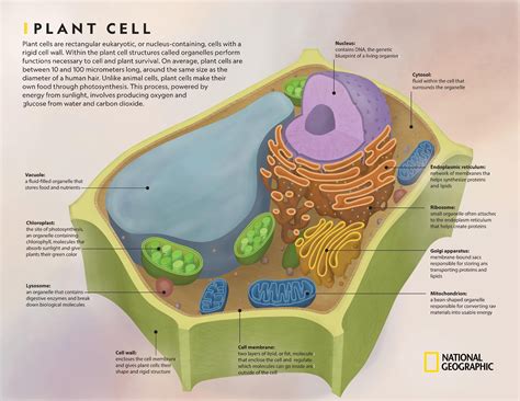 Comparing Plant and Animal Cells | National Geographic Society