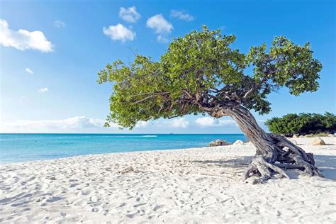 Eagle Beach Aruba Destination Voyage Vacances De Reve Destinations