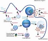 Cell Repair Organelle Images