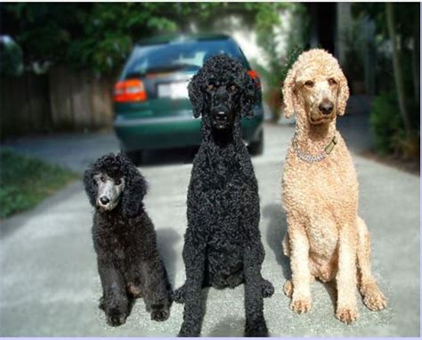 Poodle Standard Information Photos Characteristics