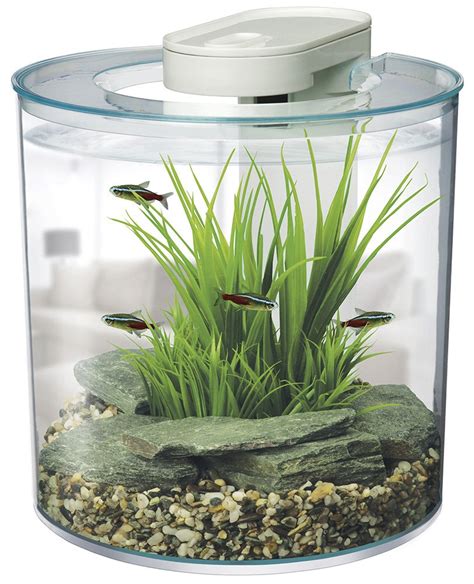5 Small Fish For Your Mini Aquarium Set Up Aquatics World