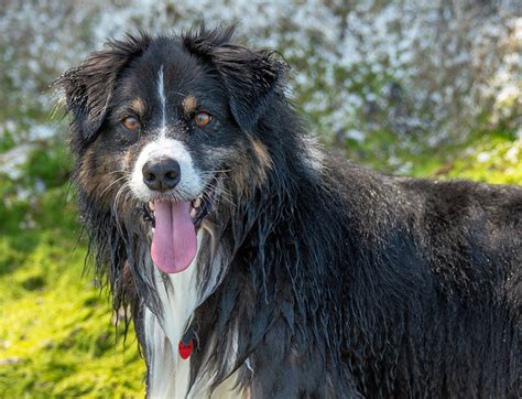 Australian Shepherd Pictures And Informations Dog