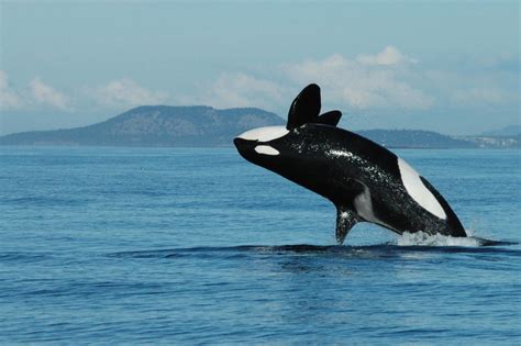 A Killer Whale Breaching Image Eurekalert Science News Releases