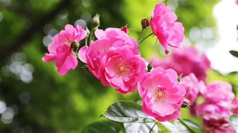 Pink Rose Flowers With Leaves On Branch 4k 5k Hd Flowers Wallpapers