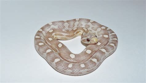 E Midlands Adult Yearlings Hatchling Corn Snakes Reptile Forums