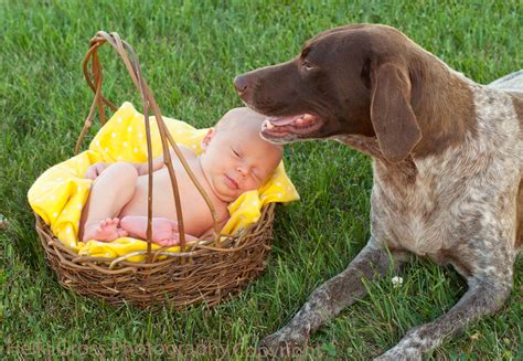 The german shorthaired pointer has mysterious origins but their source may have been the german bird dog, who was related to the old spanish pointer along with a variety of cross breeding with local german track and trail dogs and scent hounds. German shorthair minnesota | Ponsford | The Shorthair Connection