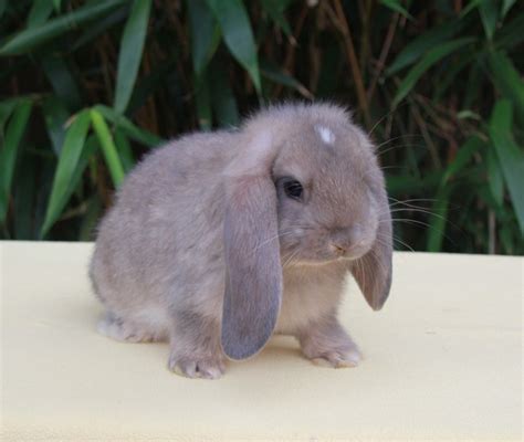 French Lop Rabbits For Sale Pets4homes French Lop French Lop