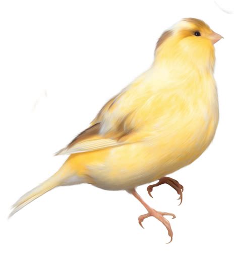 Domestic Canary Bird Parrot Finch Image Png Birds