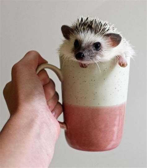 9 Reasons Why Hedgehogs May Just Be The Cutest Animals Ever Cuteness