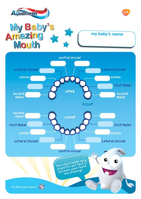 Printable Baby Teeth Chart How To Create A Baby Teeth Chart Download