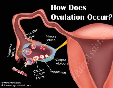 Review Of How Do You Release Two Eggs During Ovulation 2022 Pivotinspire