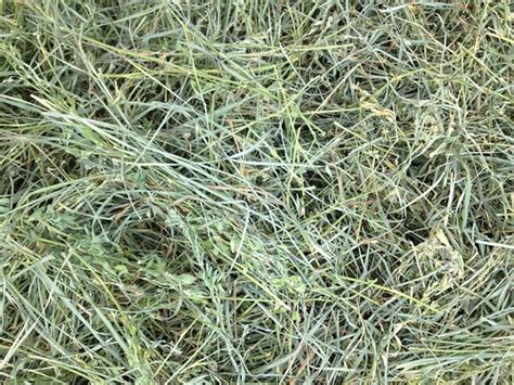 Our Primary Hay Orchard Grass And Alfalfa Our Blend Of Or Flickr