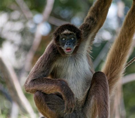 Spider Monkey Primate Behavior And Adaptations Britannica