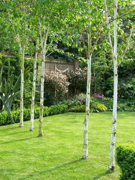 √13 Best Small Garden Design Ideas With Tree Birch Trees Landscaping