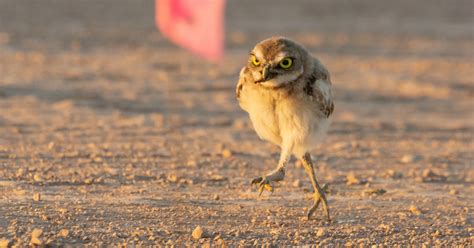 Lots Of Hilarious Pictures Of Owl Legs For You To Enjoy Bird Advisors