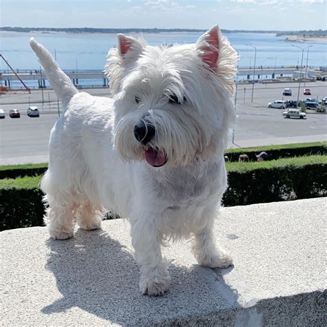 15 Informative And Interesting Facts About West Highland White Terriers