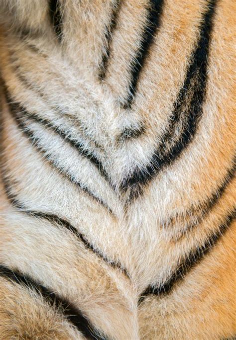 Real White Bengal Tiger Fur Stock Photos Free And Royalty Free Stock
