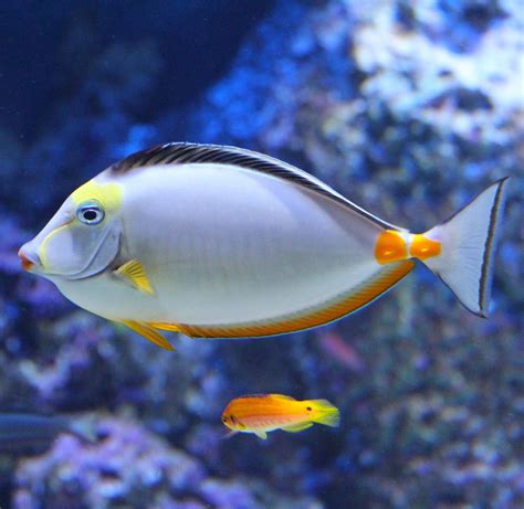 About Wild Animals A Fish Who Can Win A Beauty Pageant Cute Fish