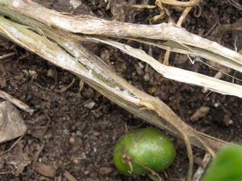 Maybe you would like to learn more about one of these? What's wrong with my plant? : Garden : University of ...
