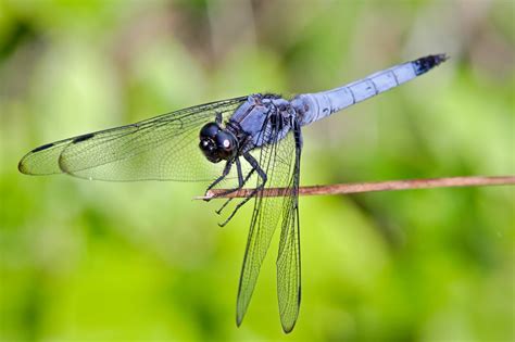 Japanese Dragonfly Pentax User Photo Gallery